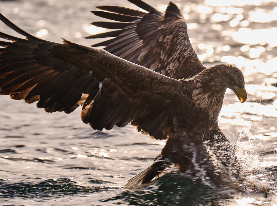 Eagle Safari Vesterålen Activities