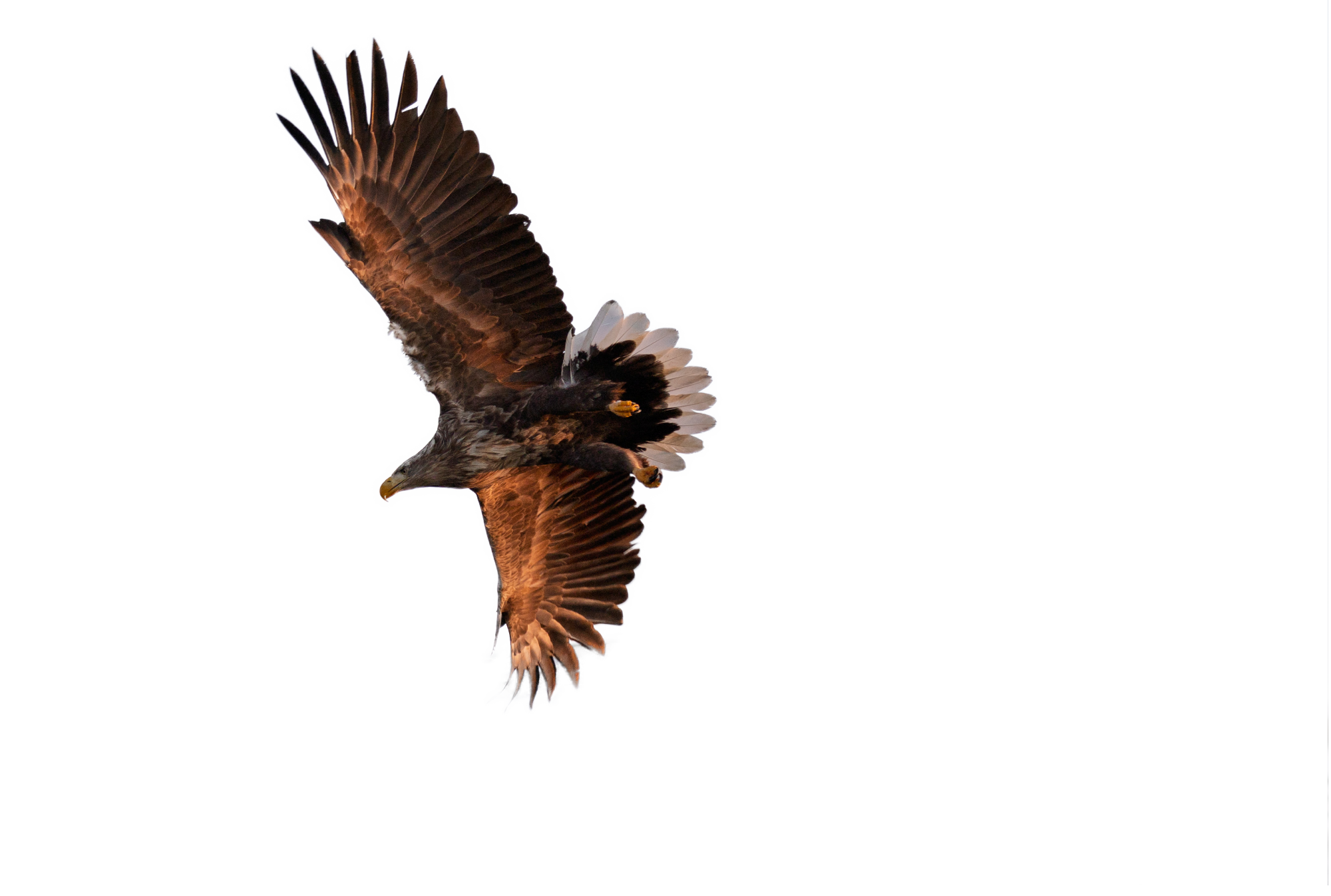 Eagle 2 Vesteralen Activities