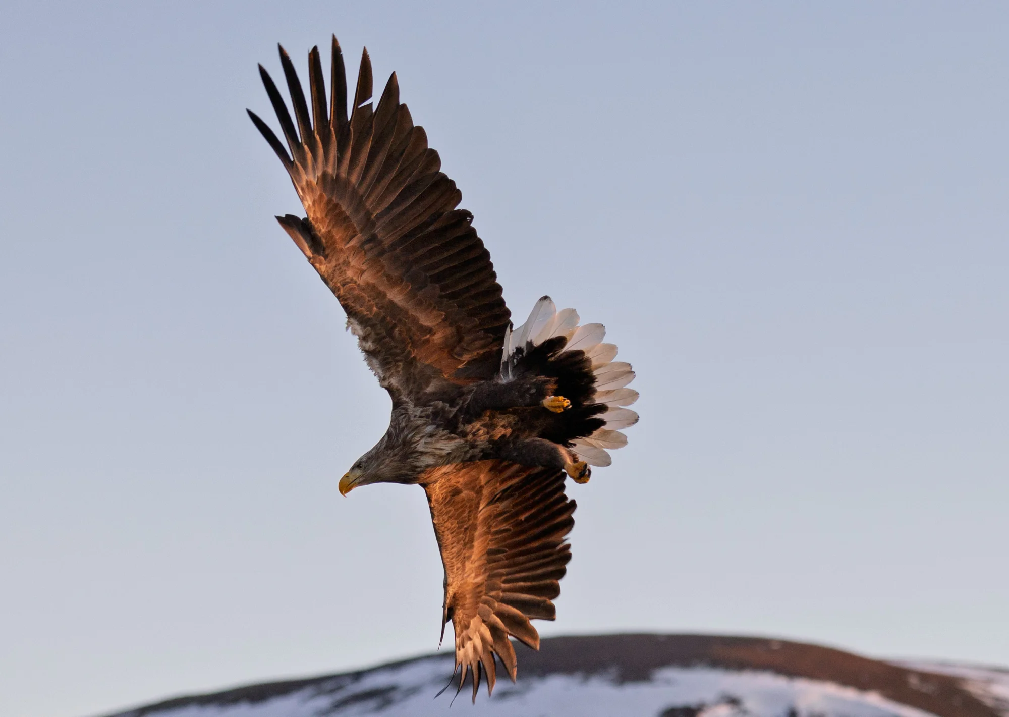 Eagle SAfari Vesteralen Activities