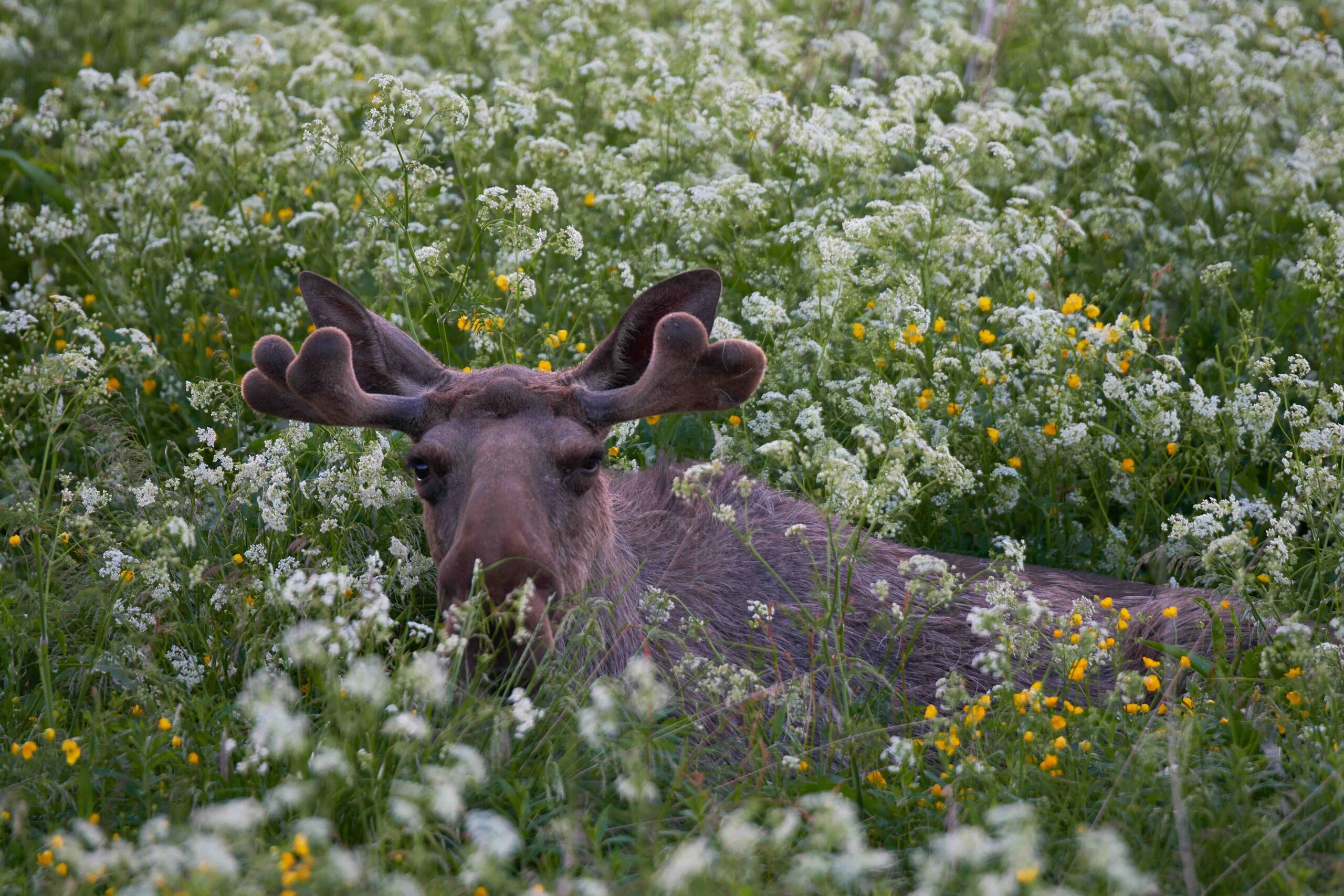 Moose safari Vesteralen Activities
