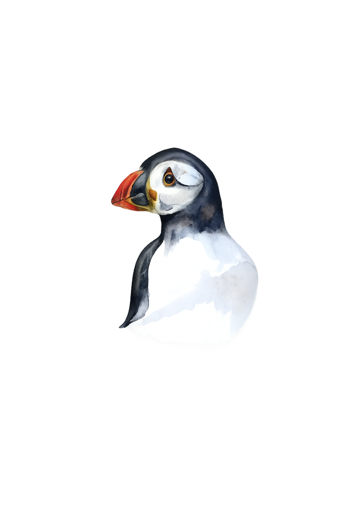 Puffin